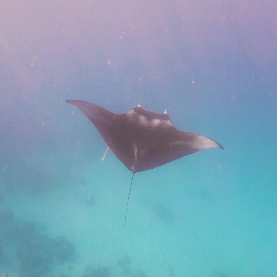 Robert Kaniewski Lifestyle